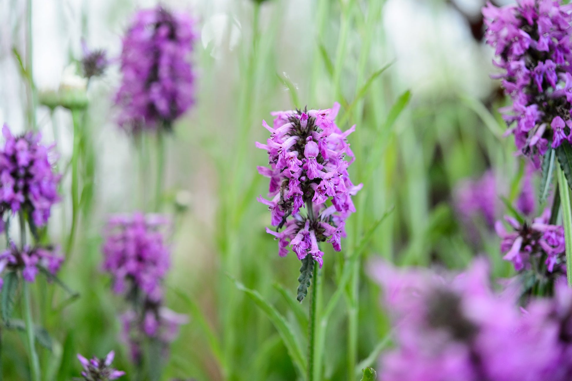 Lavender Labiatae Flower seeds for Planting Hardy Variety Heirloom & GMO Free Seeds for Home Garden