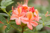 Azalea Flower seeds for Planting Low Maintenance Heirloom & GMO Free Seeds for Home Garden