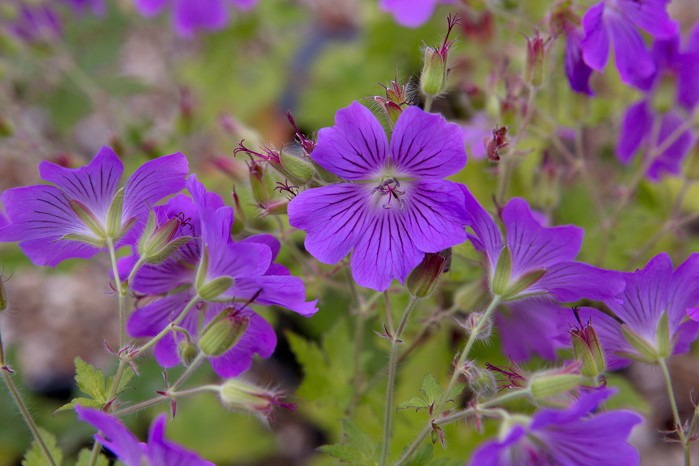 Soft Pink Mini Violet Rare Flower Seeds for Planting Vibrant Colors Heirloom & GMO Free Seeds for Home Garden
 
 Sale