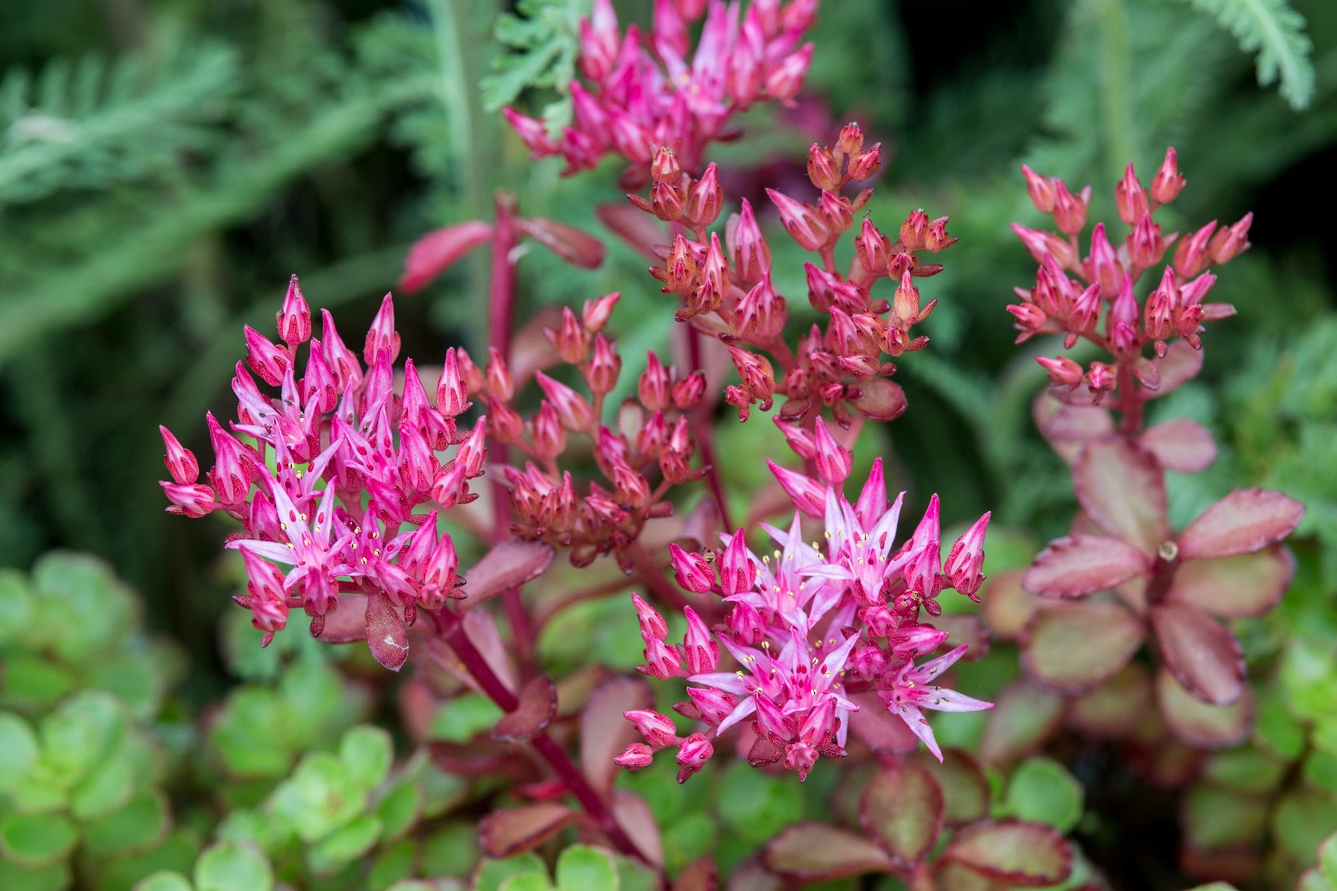 Purple Sedum Flower seeds for Planting Cottage Garden Essential Heirloom & GMO Free Seeds for Home Garden
 
 Sale