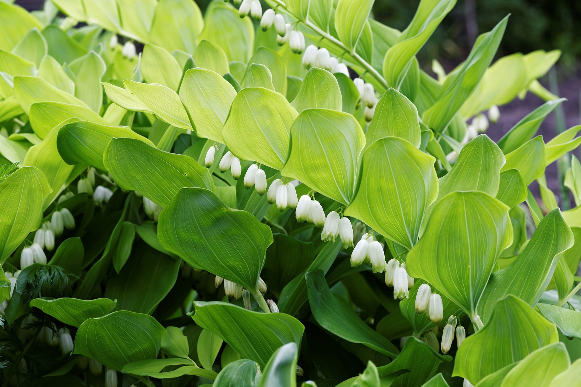 White Solomons Flower seeds for Planting - Cottage Garden Essential, Heirloom & GMO Free Seeds for Home Garden