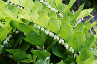 White Solomons Flower seeds for Planting - Cottage Garden Essential, Heirloom & GMO Free Seeds for Home Garden
