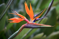 Strelitzia Reginae Flower seeds for Planting Sun Loving Heirloom & GMO Free Seeds for Home Garden