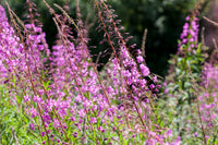 Willowherb Flower seeds for Planting - Fragrant Blossoms, Heirloom & GMO Free Seeds for Home Garden