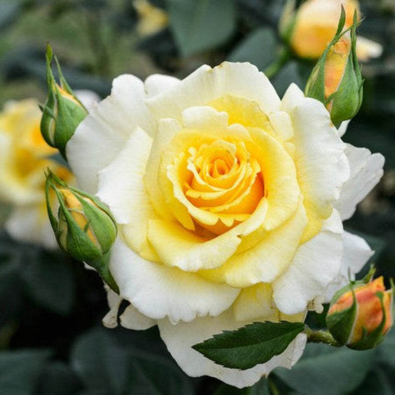 Yellow and White Rose Flower Seeds Planting for Colorful Gardens