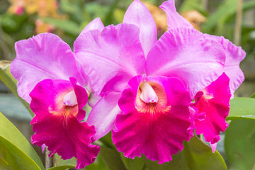 Cattleya Orchid Seeds for Bonsai Planting - Multicolor Butterfly Orchidee