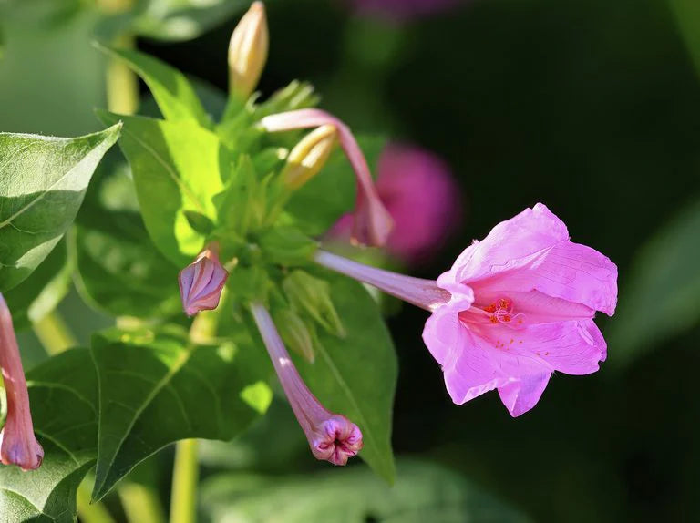 Light Pink Mirabilis Flower seeds for Planting Low Maintenance Heirloom & GMO Free Seeds for Home Garden