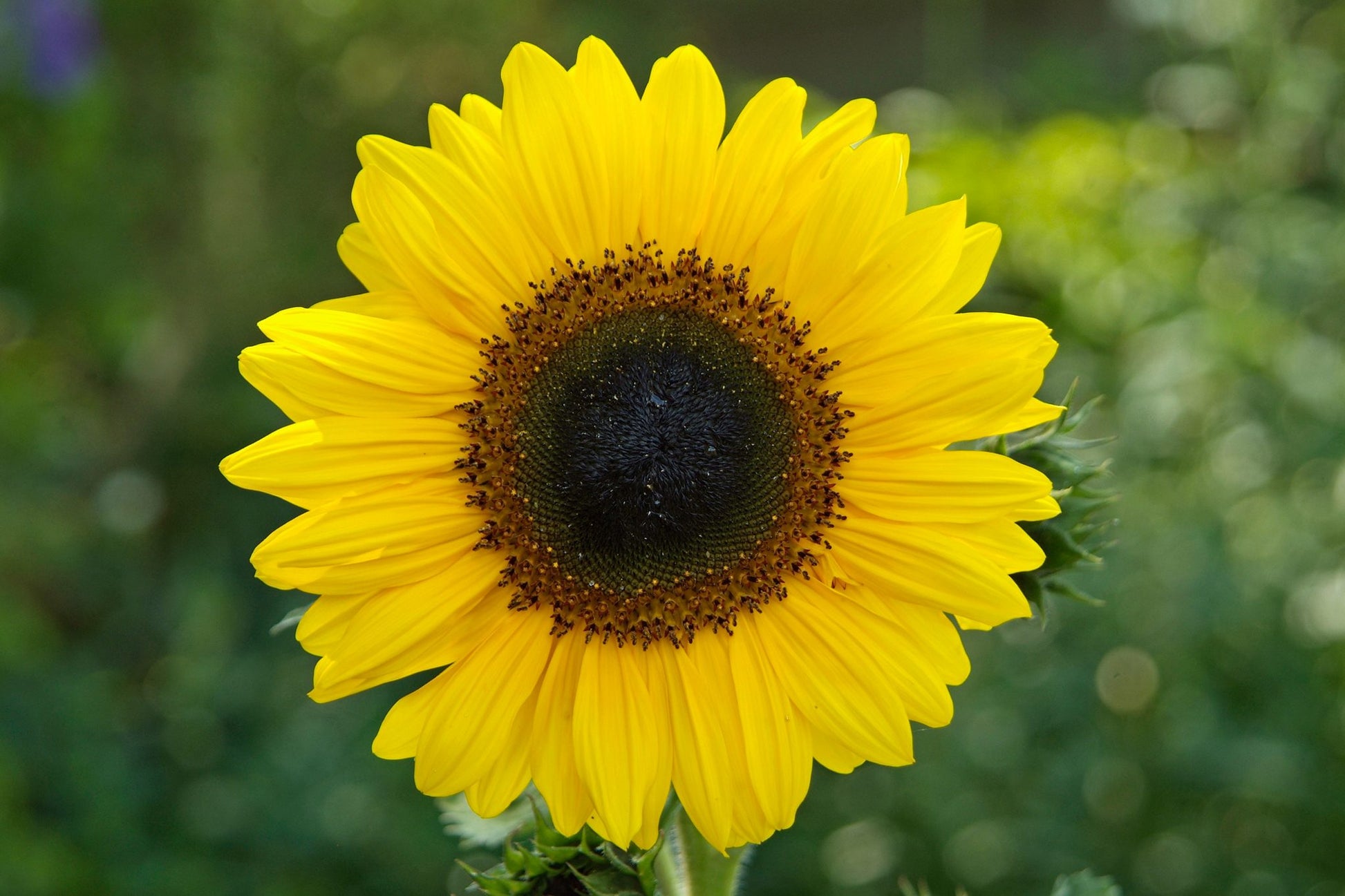 Sunflower Flower seeds for Planting Low Maintenance Heirloom & GMO Free Seeds for Home Garden