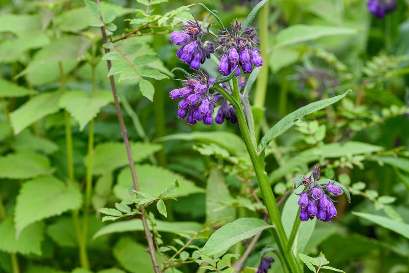 Comfrey Flower Seeds for Planting  Perennial Garden Blooms
