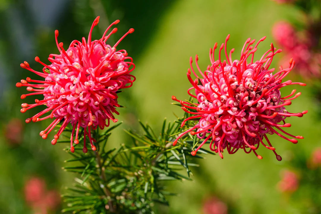 Red Grevillea Robusta Flower seeds for Planting Cut Flower Favorite Heirloom & GMO Free Seeds for Home Garden
