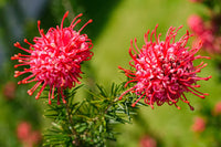 Red Grevillea Robusta Flower Seeds for Planting