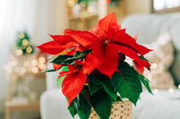 Red Poinsettia Flower seeds for Planting - Fragrant Blossoms, Heirloom & GMO Free Seeds for Home Garden