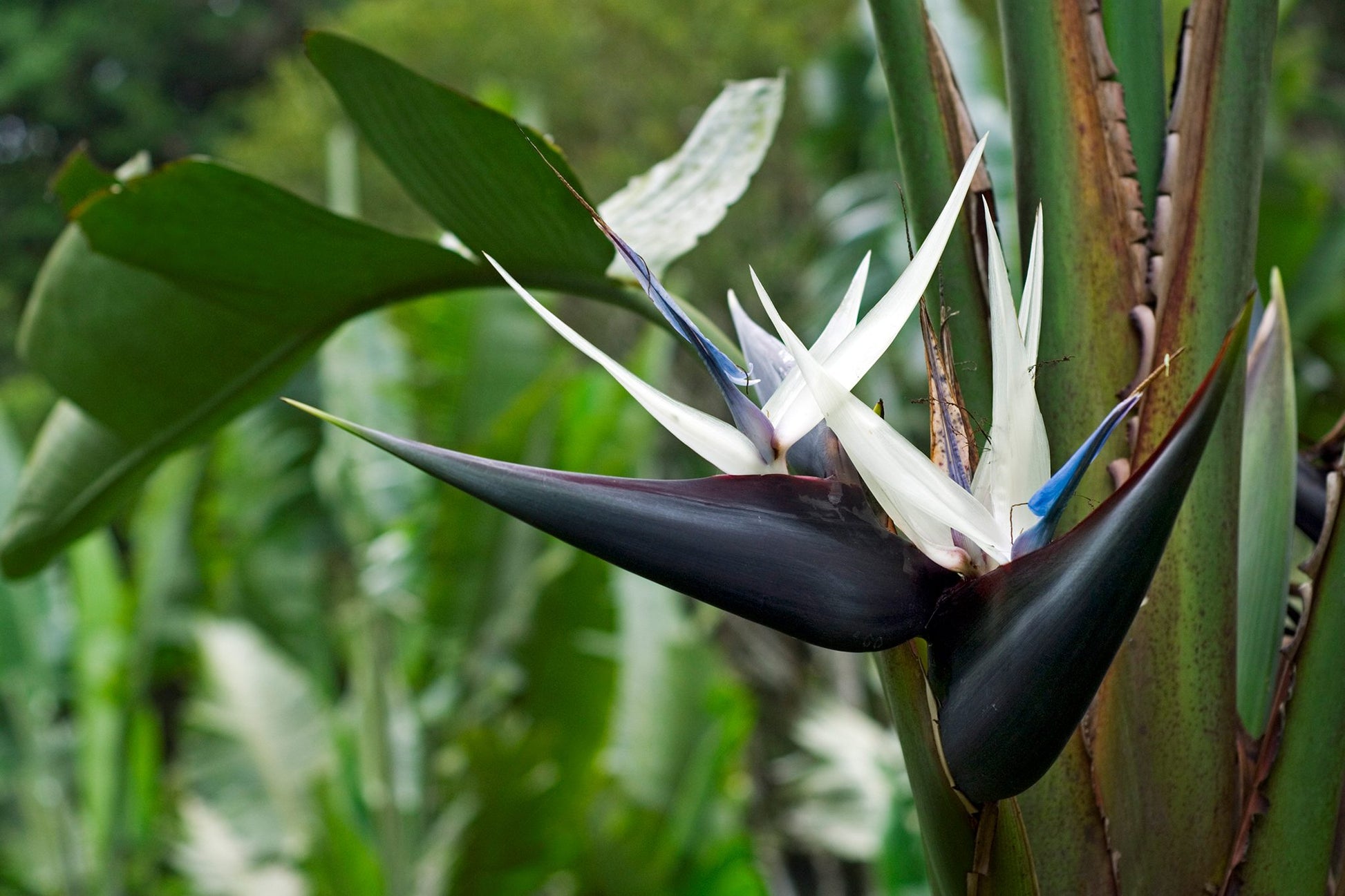 Cream Violet Strelitzia Flower seeds for Planting - Wildflower Mix, Heirloom & GMO Free Seeds for Home Garden