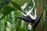 Cream Violet Strelitzia Flower seeds for Planting - Wildflower Mix, Heirloom & GMO Free Seeds for Home Garden
