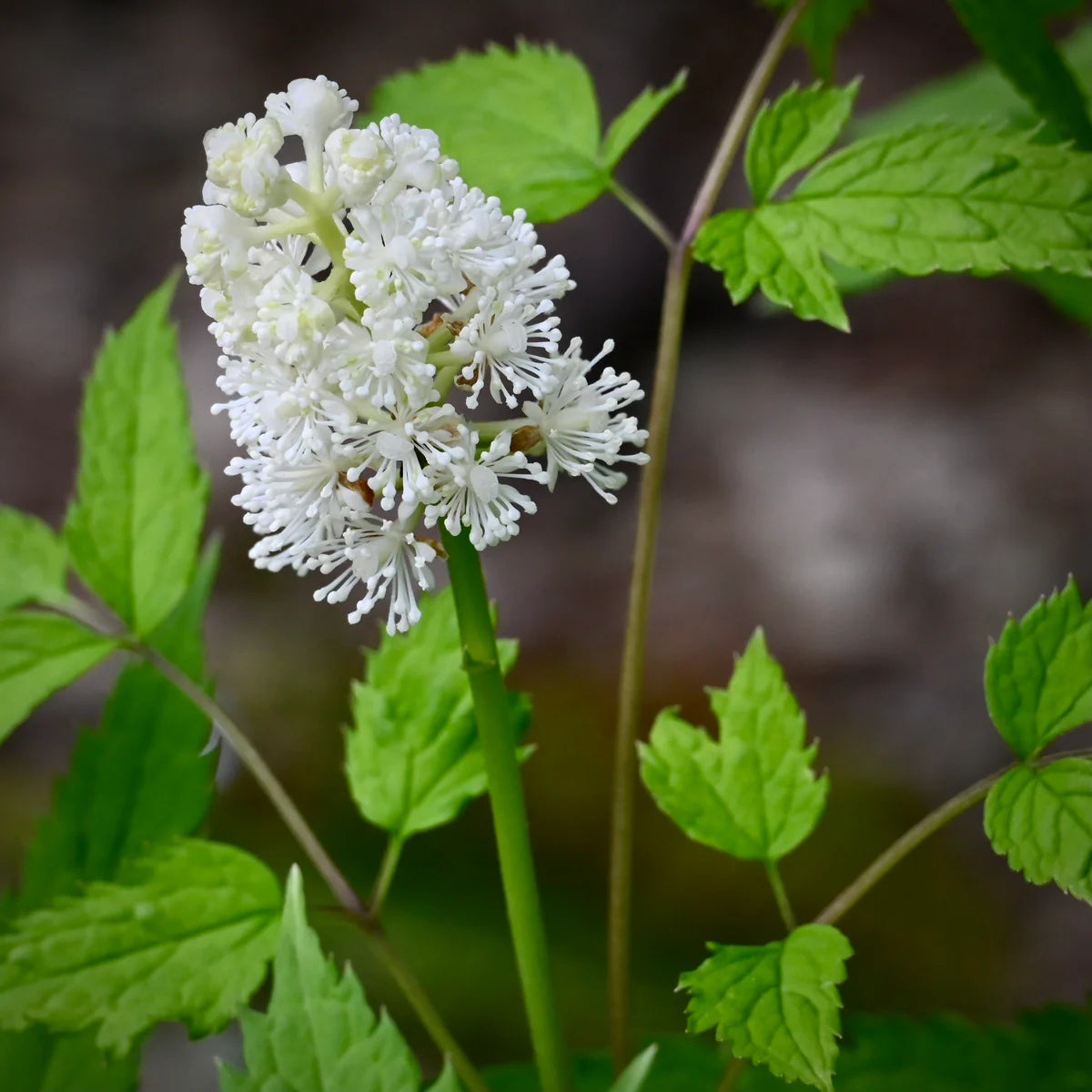 Actaea Pachypoda Flower seeds for Planting Low Maintenance Heirloom & GMO Free Seeds for Home Garden