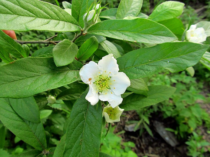 Brown Mespilus Germanica Flower seeds for Planting - Compact Growth, Heirloom & GMO Free Seeds for Home Garden