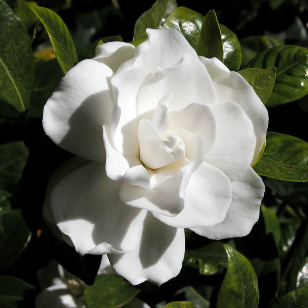 Heirloom Jasminoids Flower seeds for Planting Premium Quality Heirloom & GMO Free Seeds for Home Garden