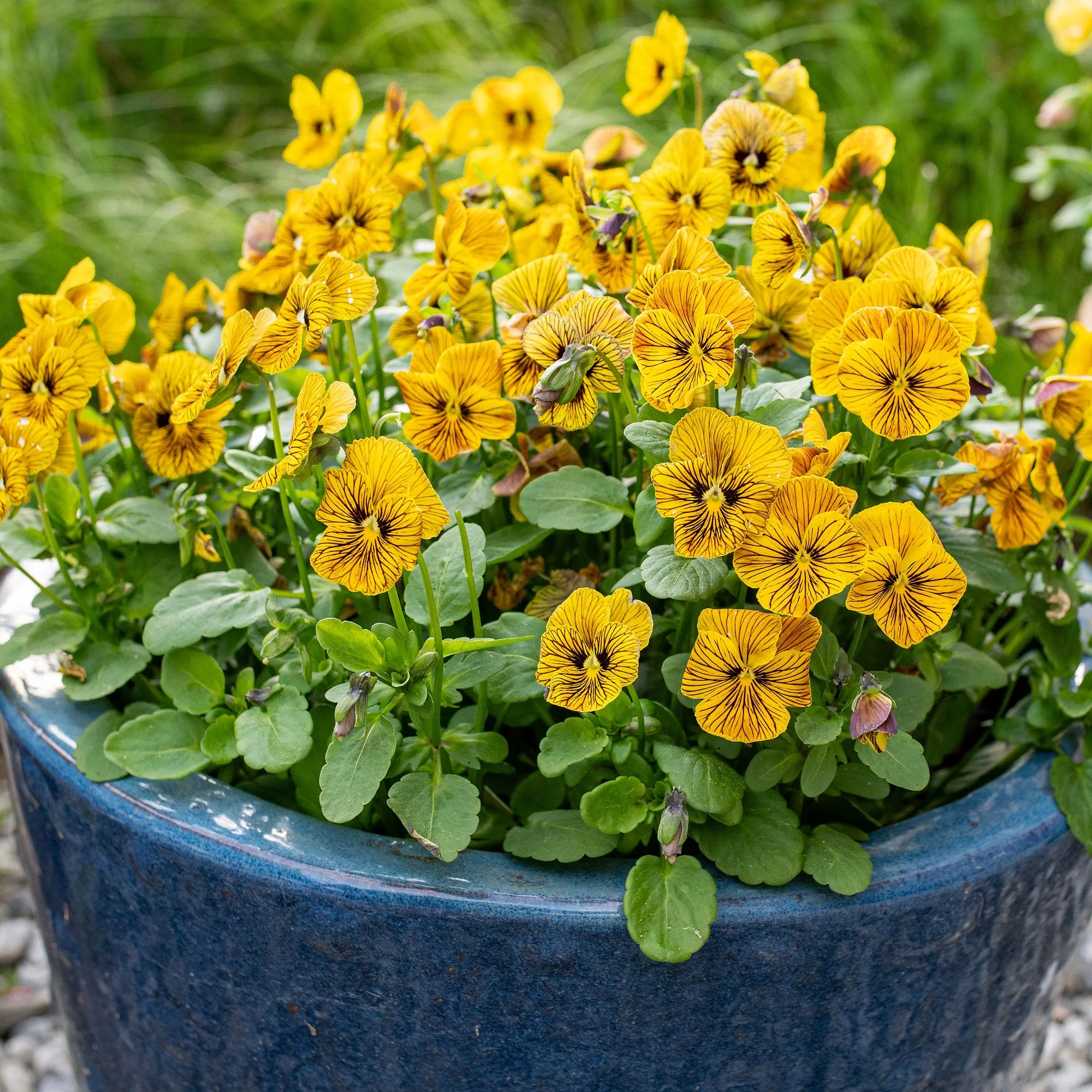 Planting Guide for Mixed Viola Tiger Flower Seeds