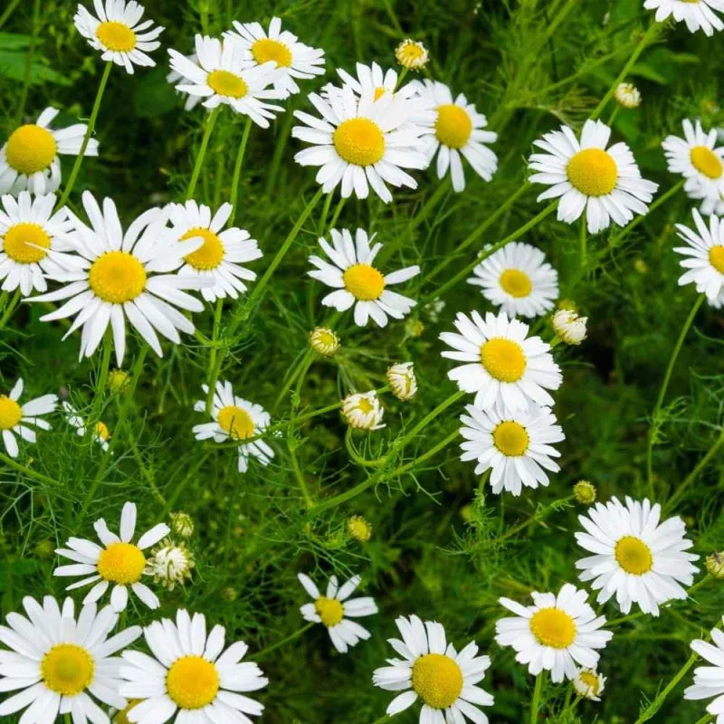 Chamomile Seeds for Planting - Grow Your Own Chamomile Flowers