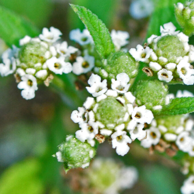 Green Lippia Javanica Flower seeds for Planting - Bright Blooms, Heirloom & GMO Free Seeds for Home Garden