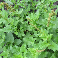 Green Henry Flower seeds for Planting - Drought Tolerant, Heirloom & GMO Free Seeds for Home Garden