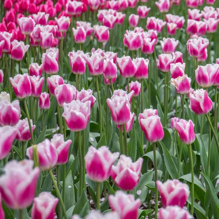 Pink White Tulip Flower seeds for Planting - Fragrant Blossoms, Heirloom & GMO Free Seeds for Home Garden