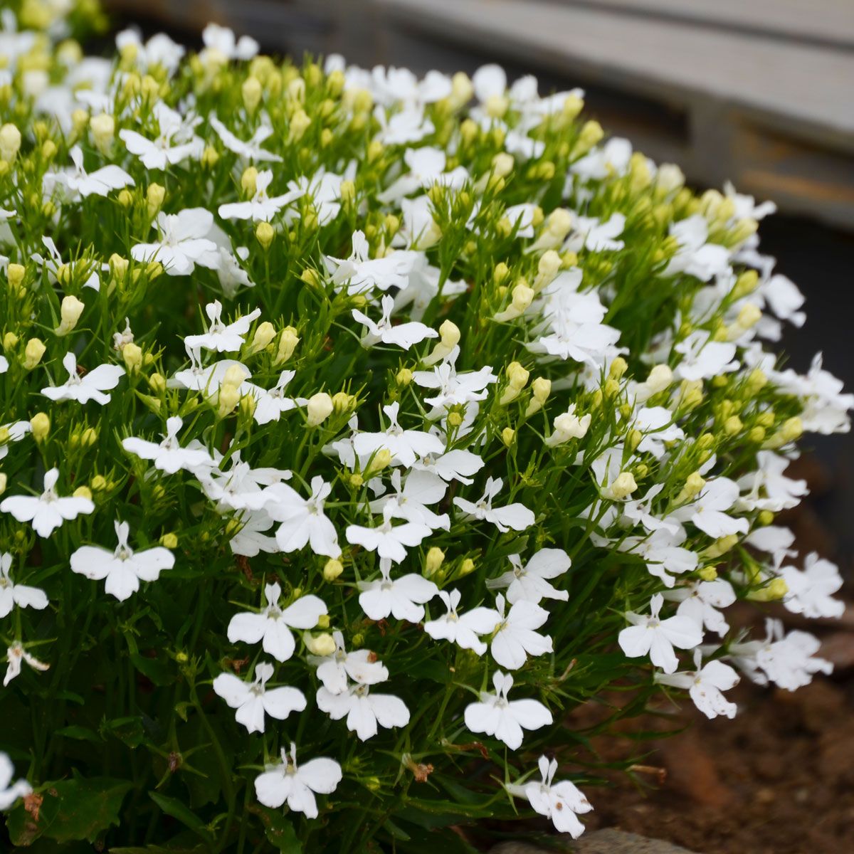 Lobelia Pendula White Lady Cascade Flower seeds for Planting - Long Bloom Season, Heirloom & GMO Free Seeds for Home Garden