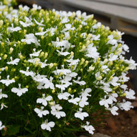 Lobelia Pendula White Lady Cascade Flower seeds for Planting - Long Bloom Season, Heirloom & GMO Free Seeds for Home Garden