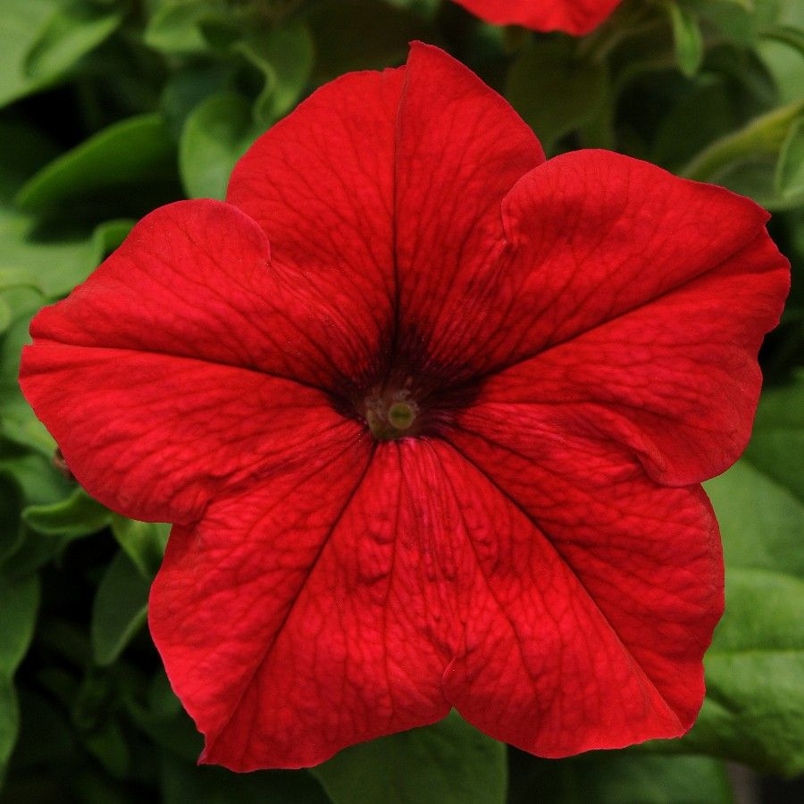 Red Petunia Flower seeds for Planting - Long Bloom Season, Heirloom & GMO Free Seeds for Home Garden