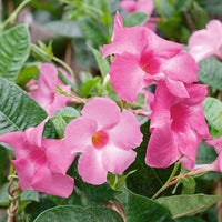 Trepadoras Flower seeds for Planting Fragrant Blossoms Heirloom & GMO Free Seeds for Home Garden 
 
 Sale