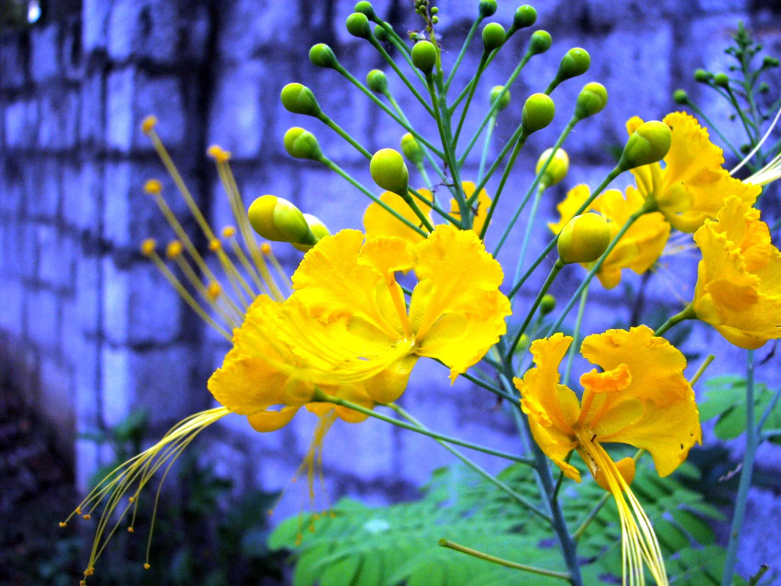 Yellow Caesalpinia Flower Seeds Garden Favorite Heirloom & GMO Free Seeds for Home Garden
 
 Sale
