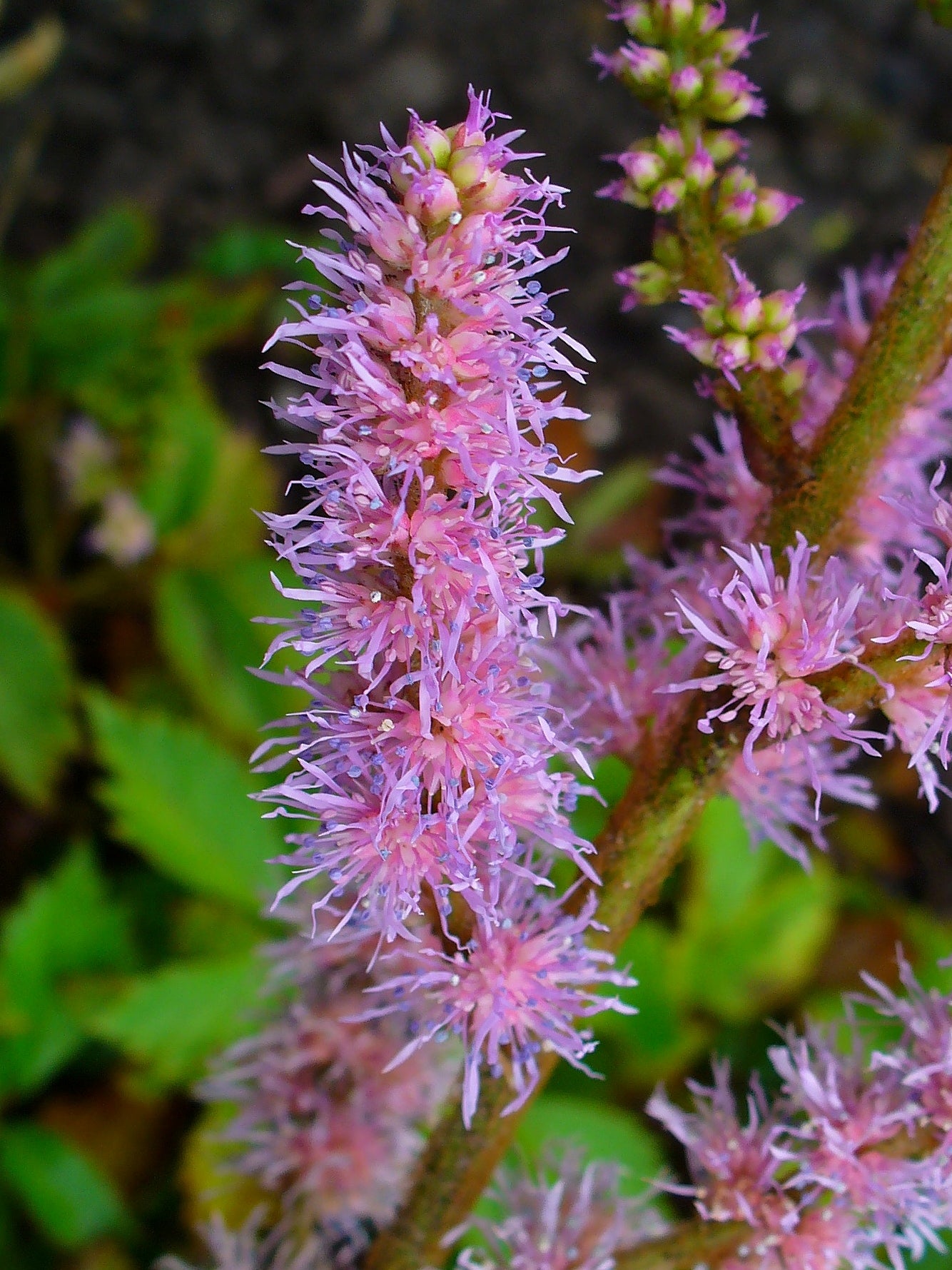 Astilbe Pumila Flower seeds for Planting Easy to Grow Heirloom & GMO Free Seeds for Home Garden