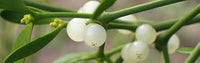 White Mistletoe Flower seeds for Planting - Low Maintenance, Heirloom & GMO Free Seeds for Home Garden
 
 Sale seeds for home garden