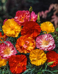 Ballerina Mix Poppy Seeds for Elegant, Colorful Poppy Flowers
