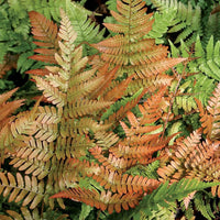 Dryopteris Erythrosora Flower seeds for Planting Premium Quality Heirloom & GMO Free Seeds for Home Garden
