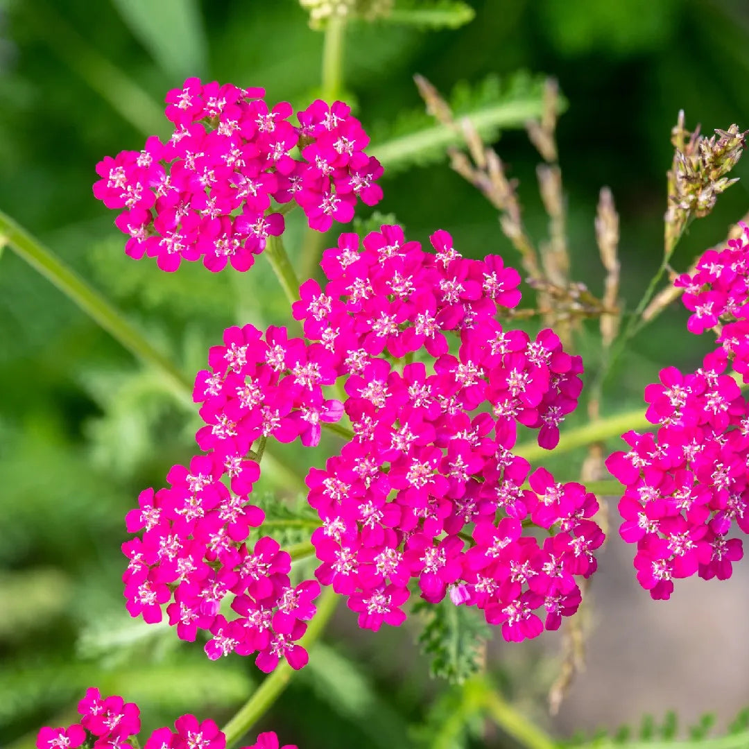 Pink Achillea Yarrow Flower seeds for Planting - Premium Quality, Heirloom & GMO Free Seeds for Home Garden