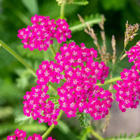 Pink Cerise Flower seeds for Planting - Cottage Garden Essential, Heirloom & GMO Free Seeds for Home Garden