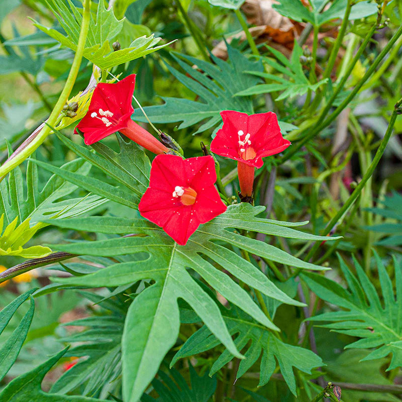 Cardinal Climber Flower Seeds – Fast-Growing Red Blooming Vines