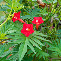 Cardinal Climber Flower Seeds – Fast-Growing Red Blooming Vines