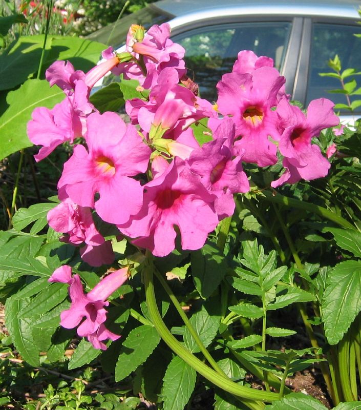 Incarvillea Delavayi Flower seeds for Planting - Shade Tolerant, Heirloom & GMO Free Seeds for Home Garden