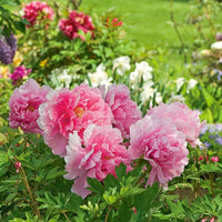 Suffruticosa Flower seeds for Planting Compact Growth Heirloom & GMO Free Seeds for Home Garden