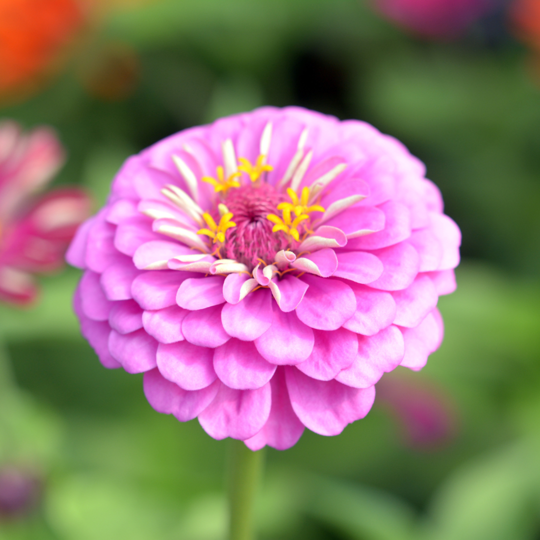 Orange Pink Echinops Flower seeds for Planting - Pollinator Friendly, Heirloom & GMO Free Seeds for Home Garden