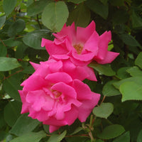 Pink Zephirine Rose Flower seeds for Planting - Bright Blooms, Heirloom & GMO Free Seeds for Home Garden