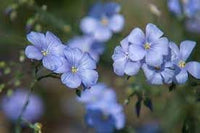 Flax Flower seeds for Planting Colorful Display Heirloom & GMO Free Seeds for Home Garden 
 
 Sale for planting in home garden