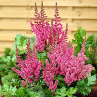 Pink Astilbe Flower Seeds for Planting Wildflower Mix Heirloom & GMO Free Seeds for Home Garden
 
 Sale