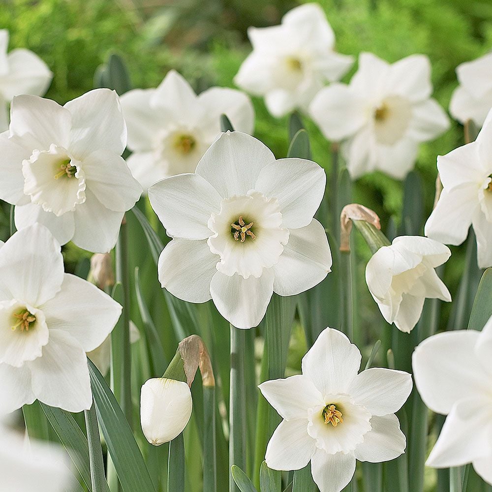 White Narcissus Flower Seeds - Grow Elegant Pure White Blooms for a Fresh Garden Addition