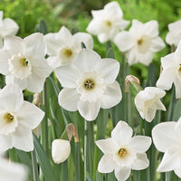 White Narcissus Flower Seeds - Grow Elegant Pure White Blooms for a Fresh Garden Addition