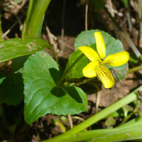 Yellow Viola Pubescens Plant Seeds for Planting