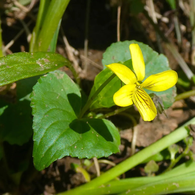 Yellow Viola Pubescens Plant Seeds for Planting