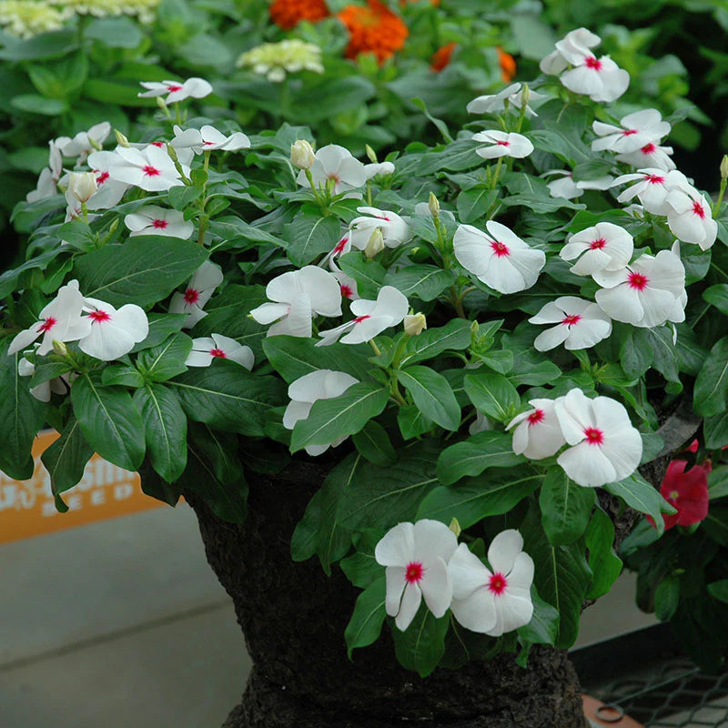 Polka Dot Vinca Flower seeds for Planting - Wildflower Mix, Heirloom & GMO Free Seeds for Home Garden